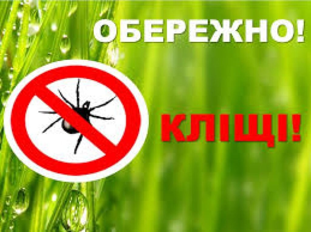 Обережно: кліщі! Як захиститися та що робити, якщо ви знайшли кліща на тілі?